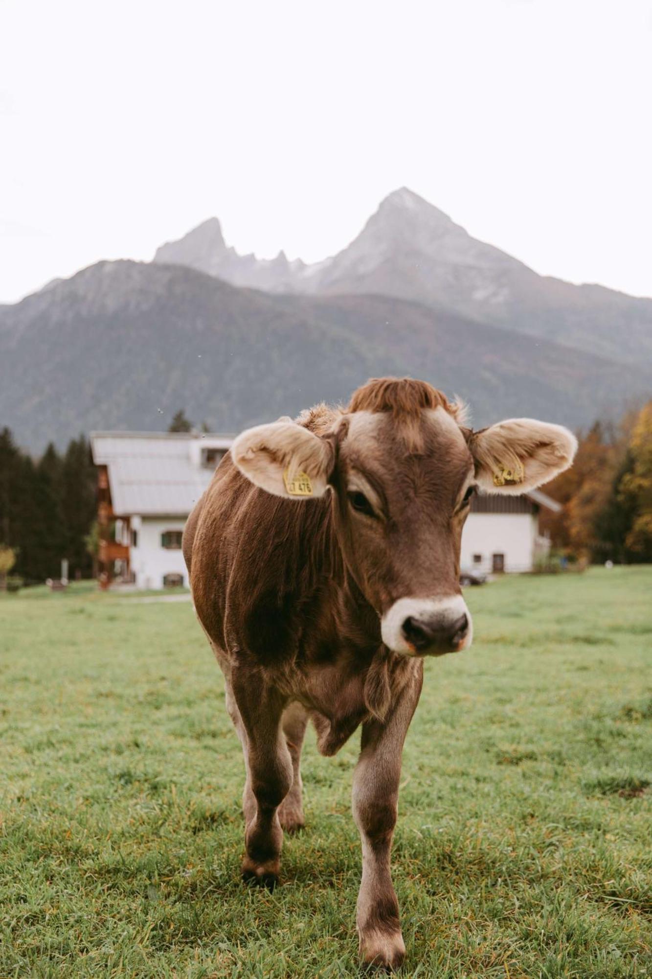 Kempinski Hotel Berchtesgaden Esterno foto A brown Swiss cow